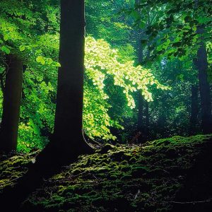 Imagemotiv Nockemann