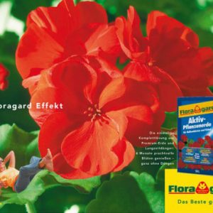 Der Floragard Effekt