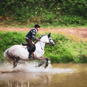 Gentle Spring Trakehner