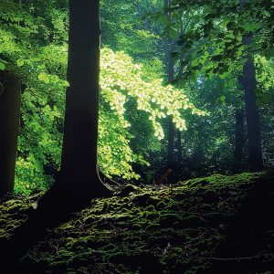 Nockemann Imagemotiv