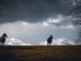 Landscapes und mehr